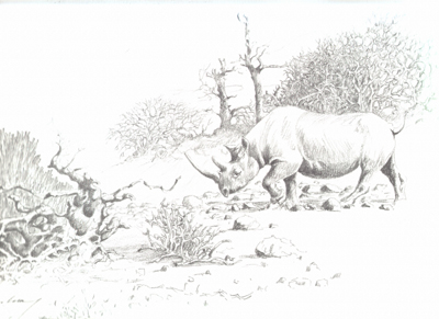 Bild Nashorn von Uli Aschenborn